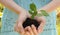 Female hands holding a seedling