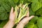 Female hands holding variety of garden beans