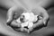 Female hands holding wedding rings placed on decorative flower