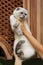 Female hands holds a British Shorthair cat. Cat do not like it and she`s angry