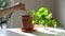 Female hands loosens ground in pot with houseplant, taking care of plant Epipremnum aureum at home