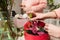 Female hands make bouquet in red box at flower shop.