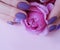 Female hands manicure purple, passion fashion delight closeup decoration glamour background beauty elegance rose flower