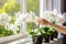 Female hands nurture a blooming white Phalaenopsis orchid on the window