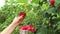 Female hands pick ripe raspberries from a bush into a cup