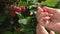 Female hands are picking large juicy ripe raspberries from the bush