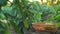 Female hands picking up green bell peppers. Hands picking fresh pepper in basket, country woman harvesting organic