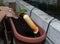 female hands plant flowers in the pot with earth on the balcony