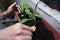 female hands plant flowers in the pot with ground on the balcony