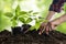 Female hands planting bell pepper seedlings in the vegetable garden