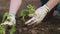 Female hands planting to soil tomato seedling