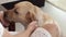 Female hands playing and petting labrador dog in home. Close up woman owner petting beige labrador dog. Love and care