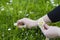 Female hands pluck amazing daisies. Bouquet of wild flowers. Birthday present. Plants growing in a meadow with wildflowers