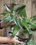 Female hands prune, cut and transplant the Kalanchoe home plant. The use of Kalanchoe for medicinal purposes. Plant growing
