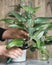 Female hands prune, cut and transplant the Kalanchoe home plant.The use of Kalanchoe for medicinal purposes. Plant growing medical