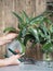 Female hands prune, cut and transplant the Kalanchoe home plant.The use of Kalanchoe for medicinal purposes. Plant growing medical