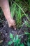 Female Hands Pull Out Weeds From Ground Garden. Weeding Weeds. Struggle Weeds Close Up.