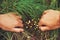 Female hands pushes back the thickets of grass behind which are hiding magical fairy lights