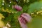 Female hands with red manicure holding green leaves of a tree. Nature, health and beauty, hands and fingernails care