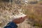 Female hands with red nails hold fluff from a cattail scattering in the wind.