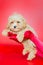 Female hands in red silk gloves and puppy