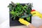 Female hands in rubber gloves plants planting. Garden on the wooden block.