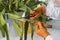 Female hands with scissors removing dry leave from domestic plant. Pruning indoor potted flowers on windowsill.