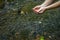 Female hands scoop up water in the palm of a mountain stream close-up