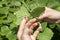 Female hands show tiny fruit buds on the hazelnut tree.