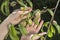 Female hands show young unripe peach fruits growing on a tree suffering from the curl of leaves.