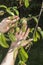 Female hands show young unripe peach fruits growing on a tree suffering from the curl of leaves.