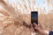 Female hands with a smartphone. A lady shoots a blooming reed Calamagrostis epigejos against a blue sky. Image for