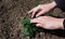 Female hands spread green leaves of a strawberry bush after wintering. Gardening. Close-up on hands and plant. Woman weeding the