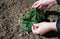 Female hands spread green leaves of a strawberry bush after wintering. Gardening. Close-up on hands and plant. Woman weeding the