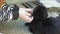 Female hands stroking a black cat outdoors on a clear sunny day