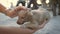 Female hands stroking a little cute puppy. A sweet homeless pup enjoying caress of human. Making friends with a new pet