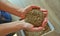 Female hands take grass seeds from a cardboard shipping box. Preparing for sowing a lawn