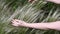 Female hands touch pampas grass called Mexican Feather Grass