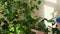 Female hands touching indoor plant, sprinkling water from spray bottle.