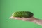 Female hands washing cucumbers on the green saturated background