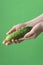 Female hands washing cucumbers on the green saturated background. Concept of the importance of washing vegetables