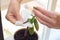 Female hands wipe dust from a houseplant