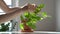 Female hands wiping dust from houseplant leaves, taking care of plant Epipremnum aureum at home