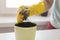 Female hands in yellow gloves transplant a violet houseplant. high quality