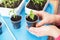 Female hands with young pepper plant close up. Growing, seeding, transplant seedling, homeplant, vegetables in pots