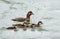 Female harlequin duck