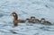 Female harlequin duck