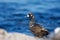 Female harlequin duck cranes her neck as she stands on shore in a group of seagulls