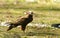 Female harrier eagle lands on the ground
