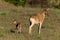 Female hartebeest and baby eye camera back-to-back